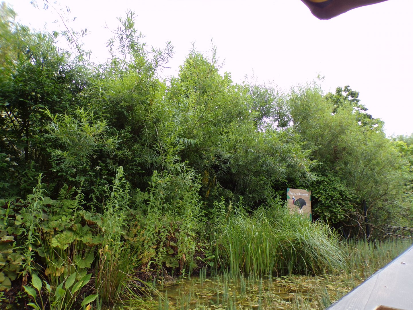 Southern cassowary enclosure from the riverboat 29.6.24