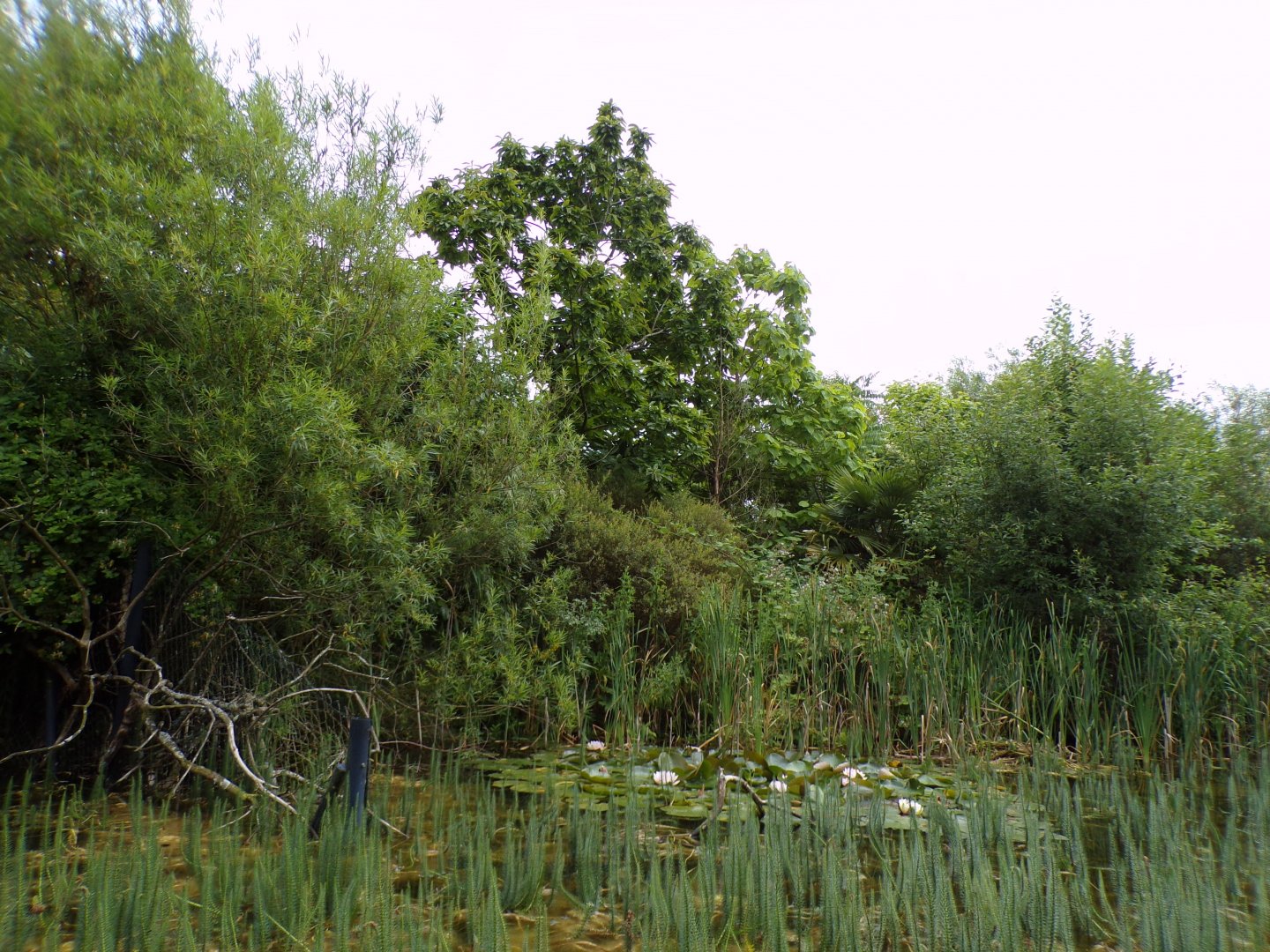 Southern cassowary enclosure from the riverboat 29.6.24