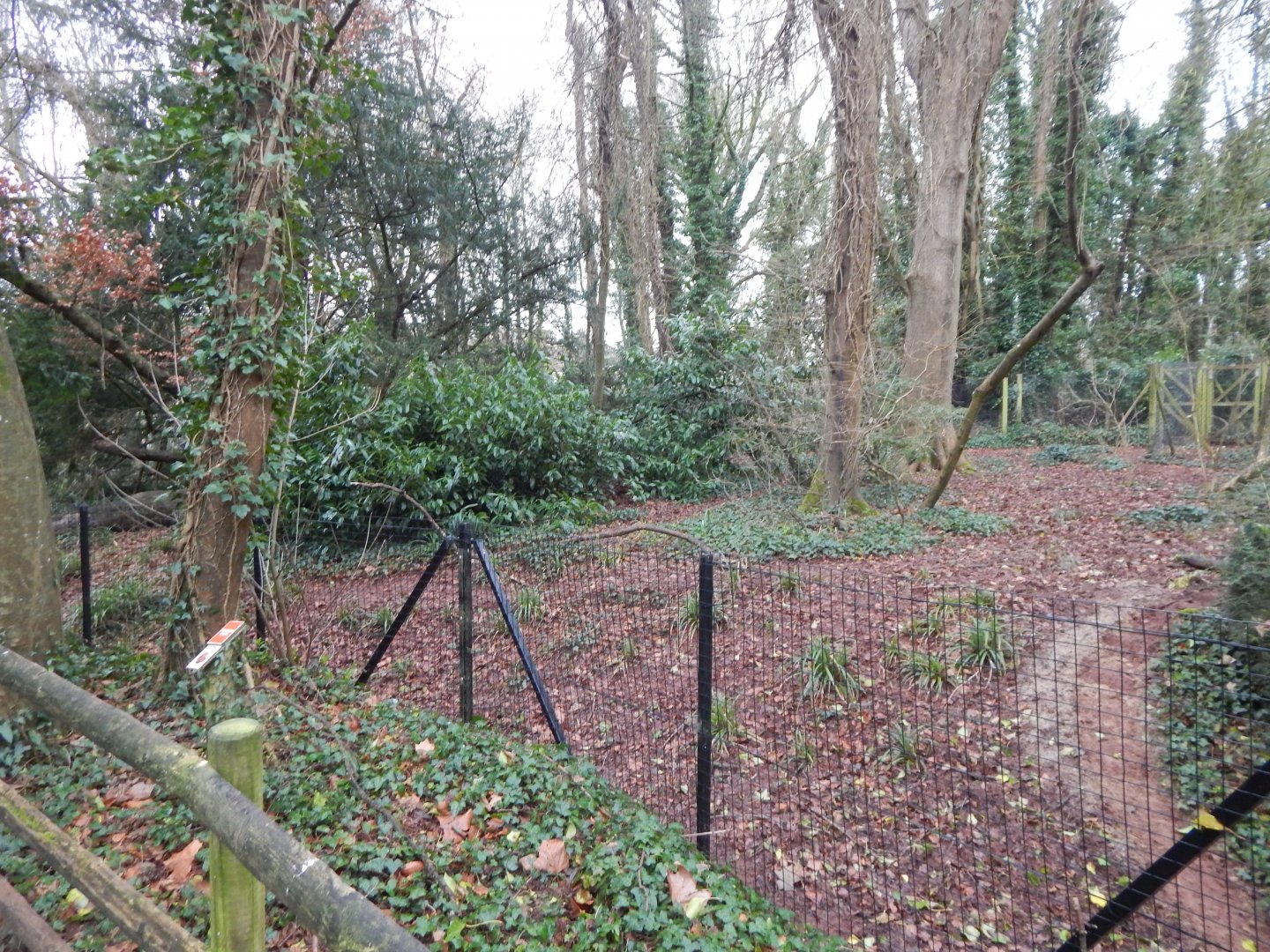 Southern cassowary enclosure no.2 050224