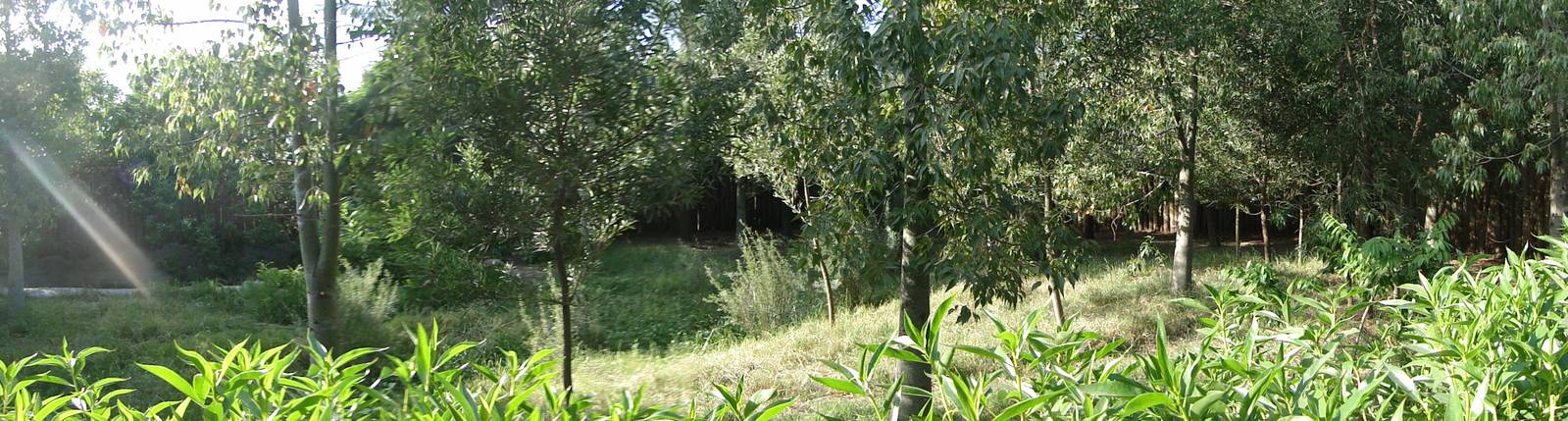 Southern cassowary enclosure