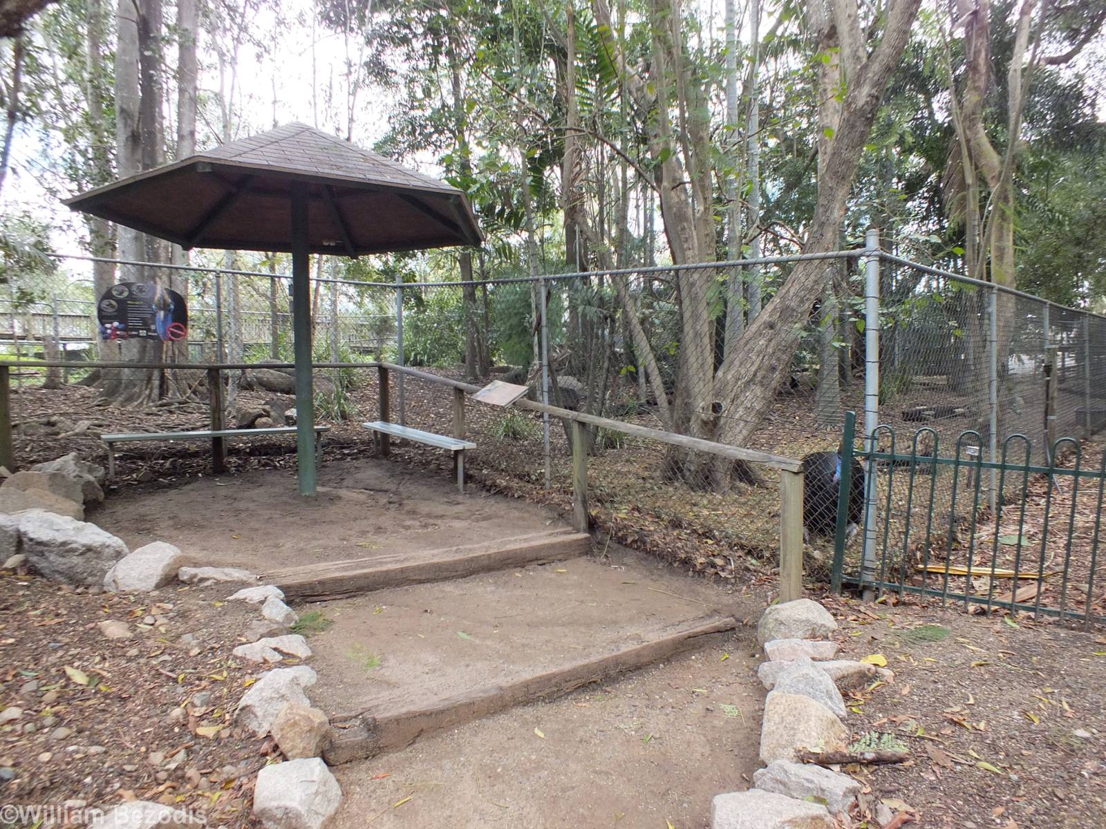 Southern Cassowary Enclosure
