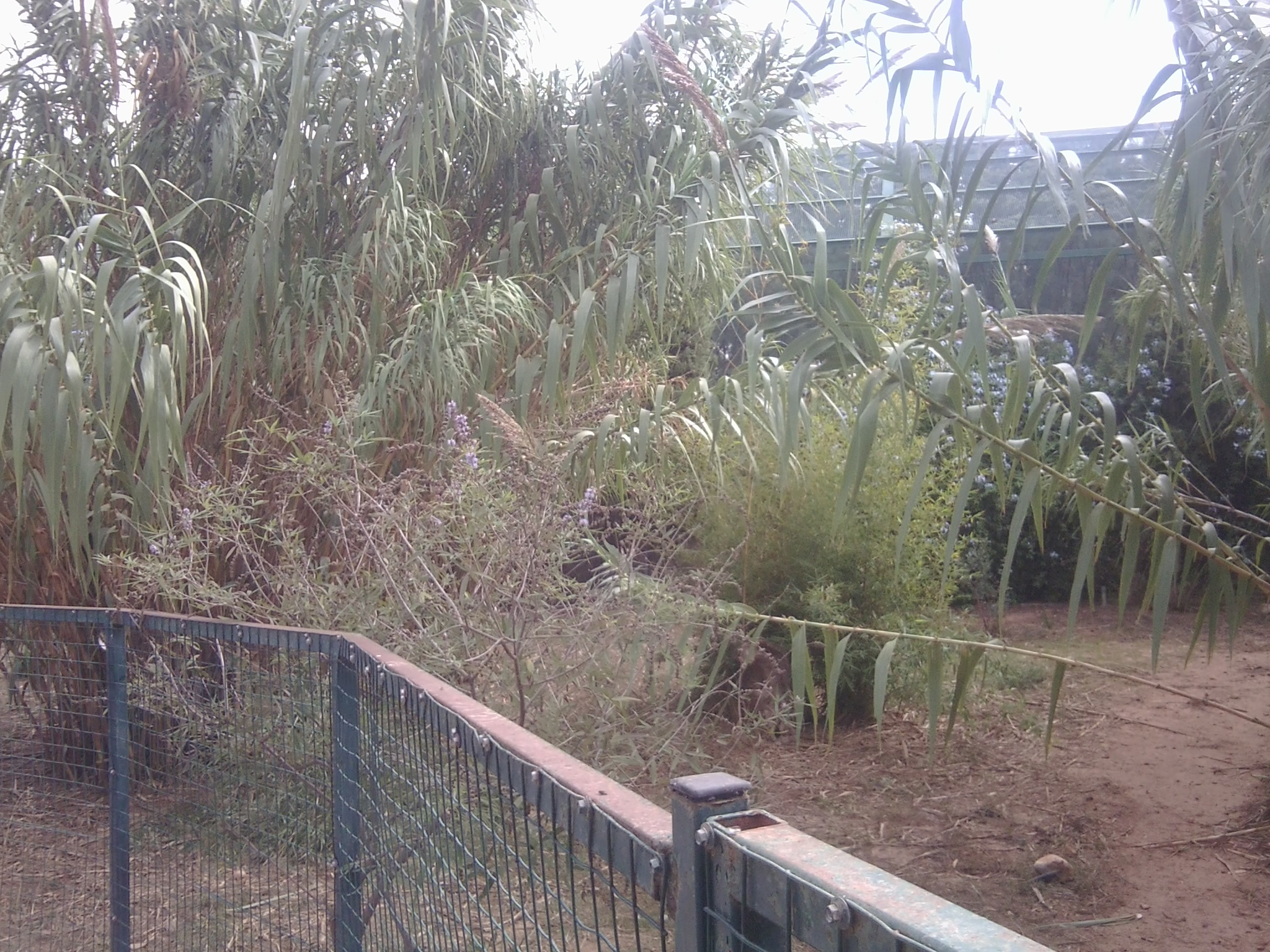 Southern cassowary enclosure