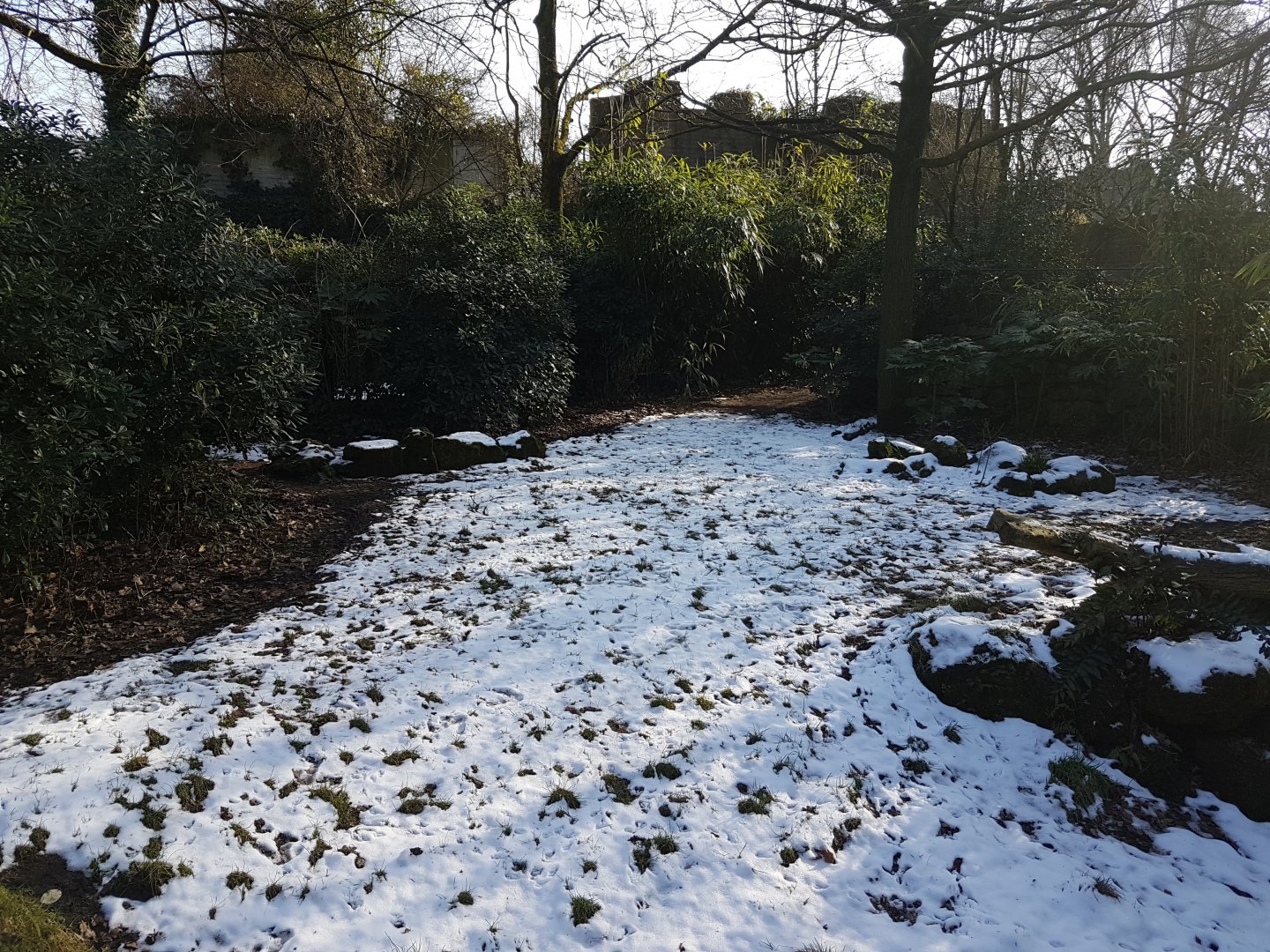 Southern cassowary-enclosure
