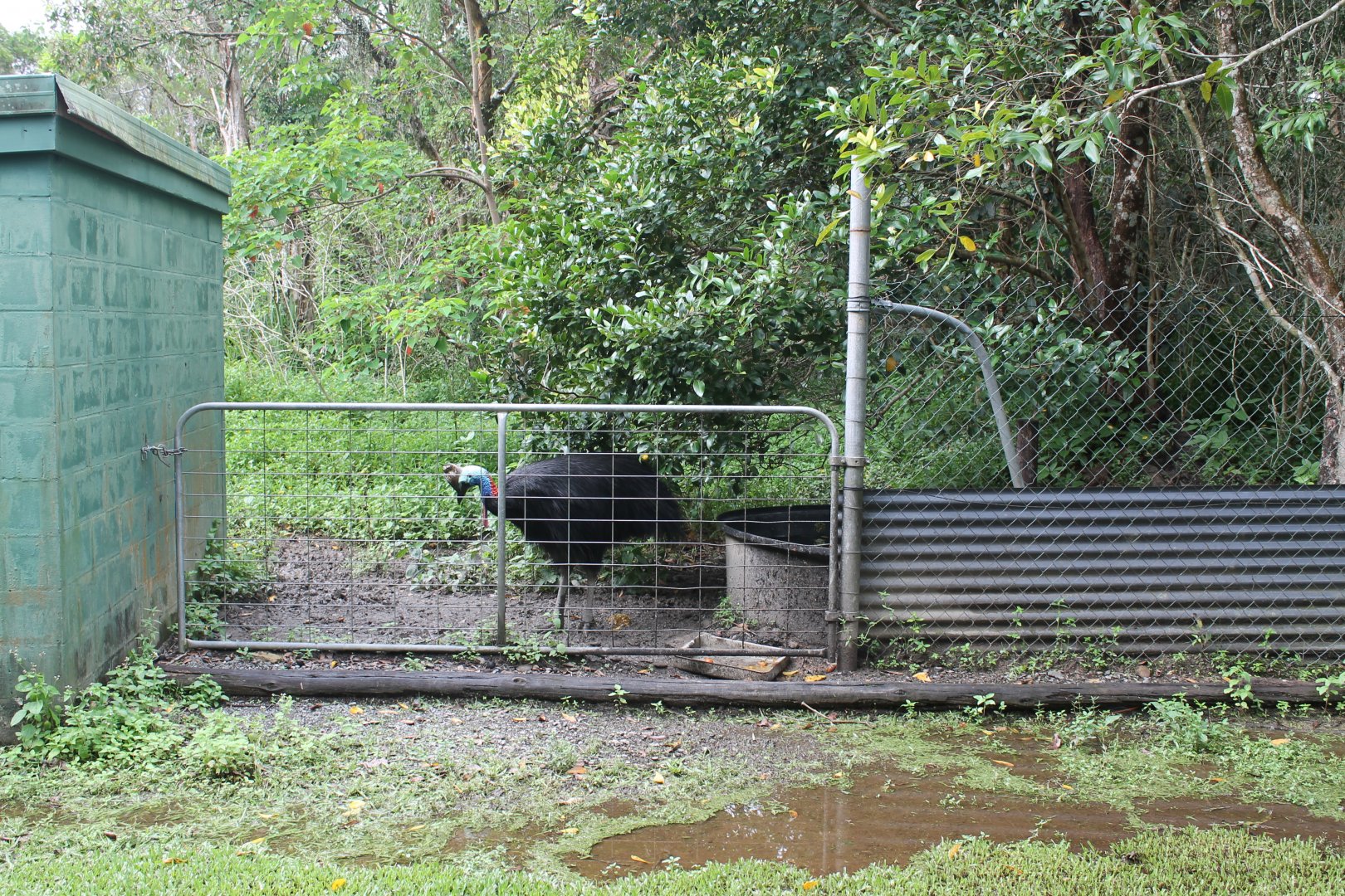 Southern Cassowary enclosure