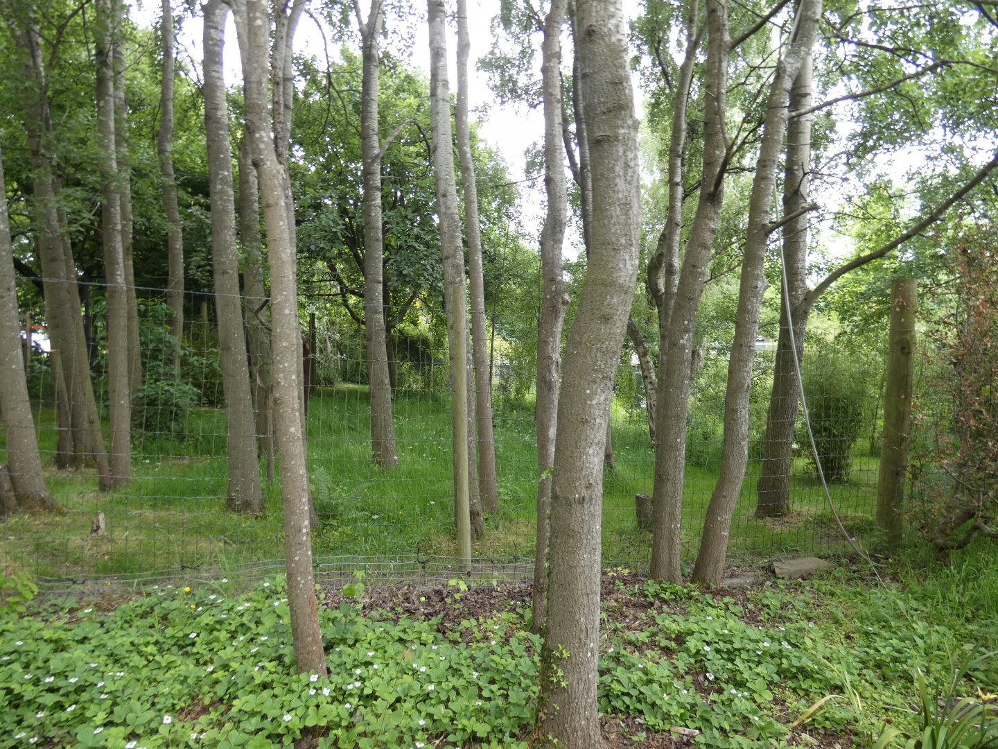 Southern cassowary enclosure