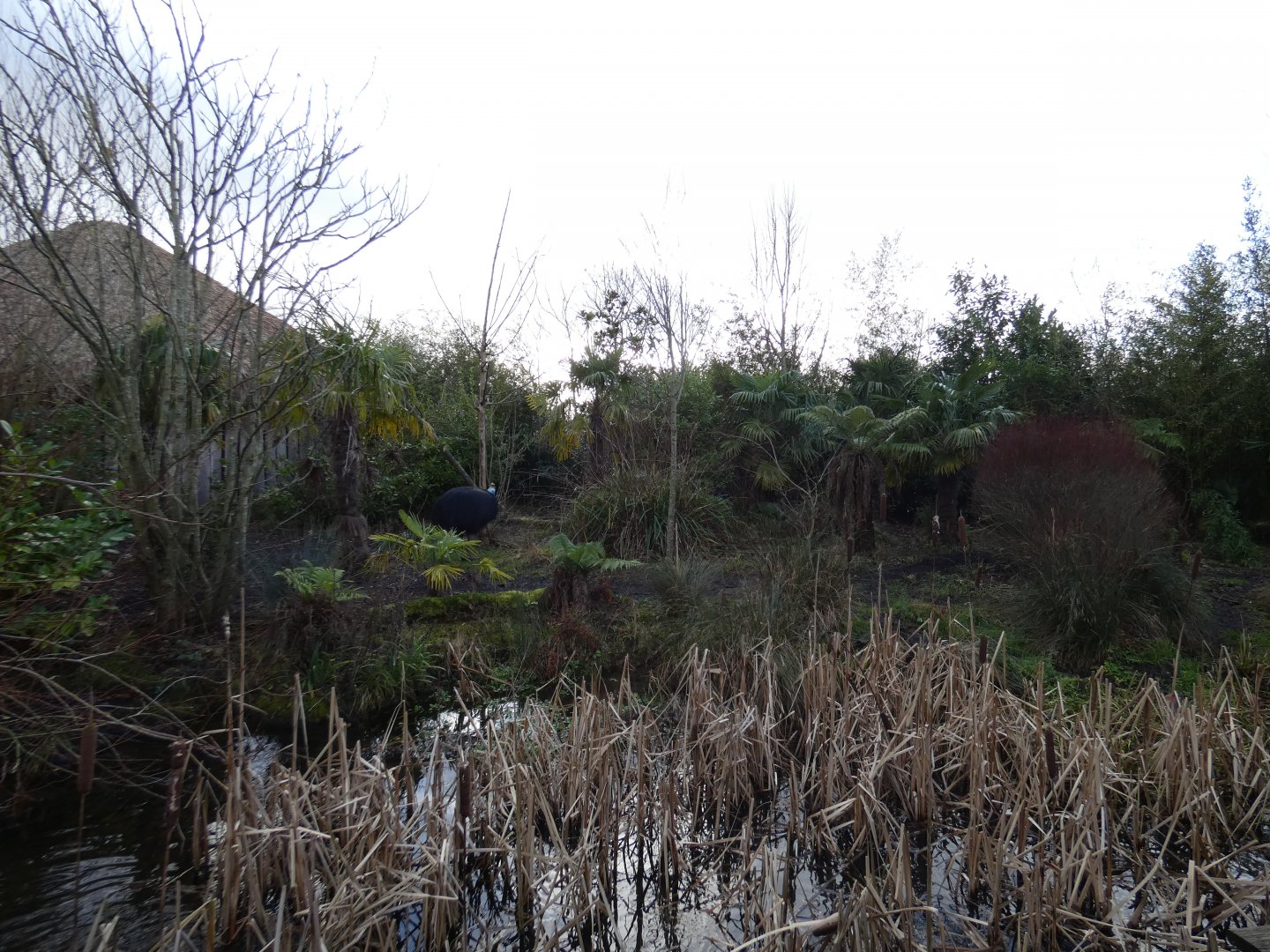 Southern cassowary enclosure