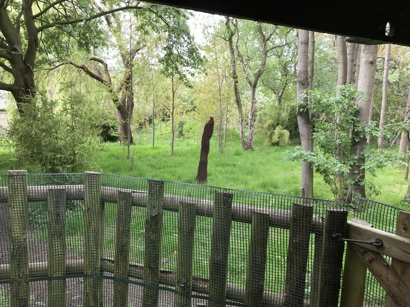 Southern cassowary enclosure