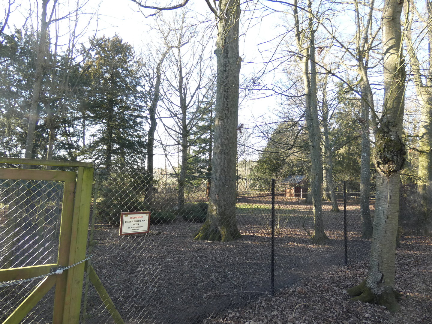 Southern cassowary enclosure