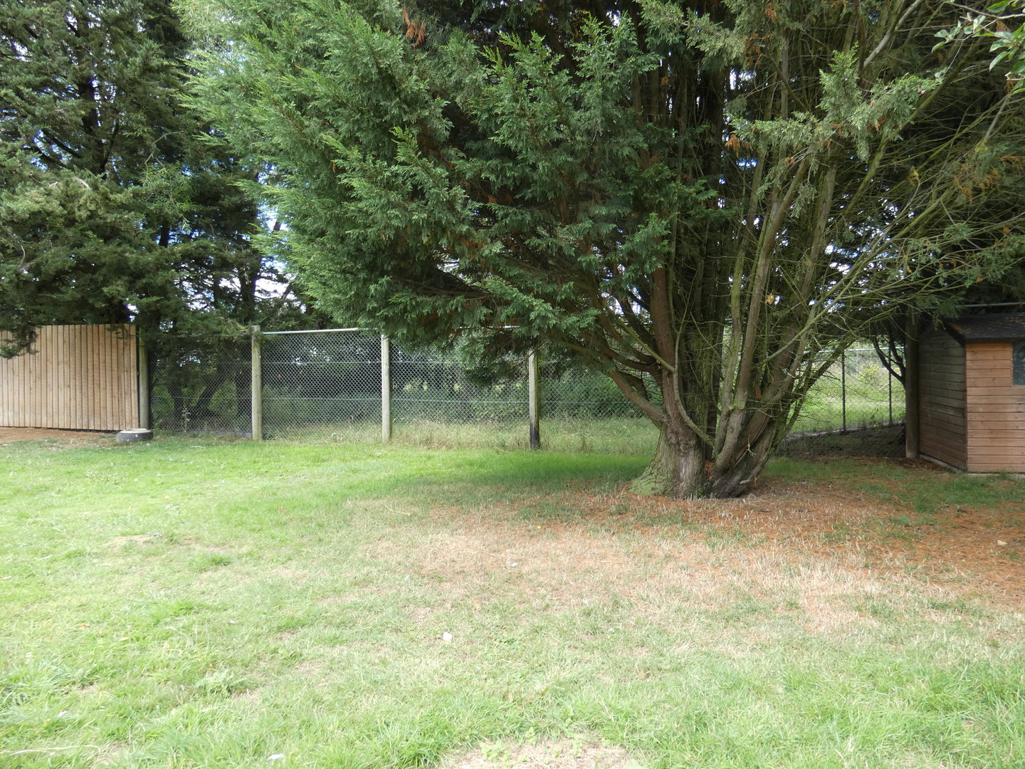 Southern cassowary enclosure