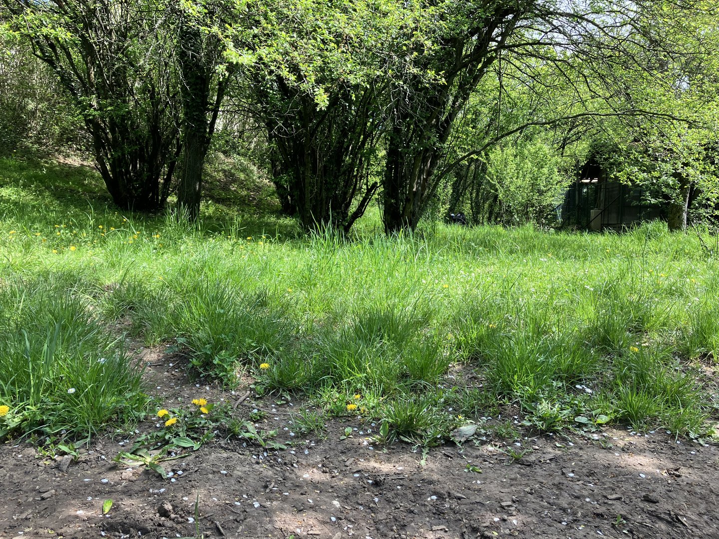 Southern cassowary enclosure