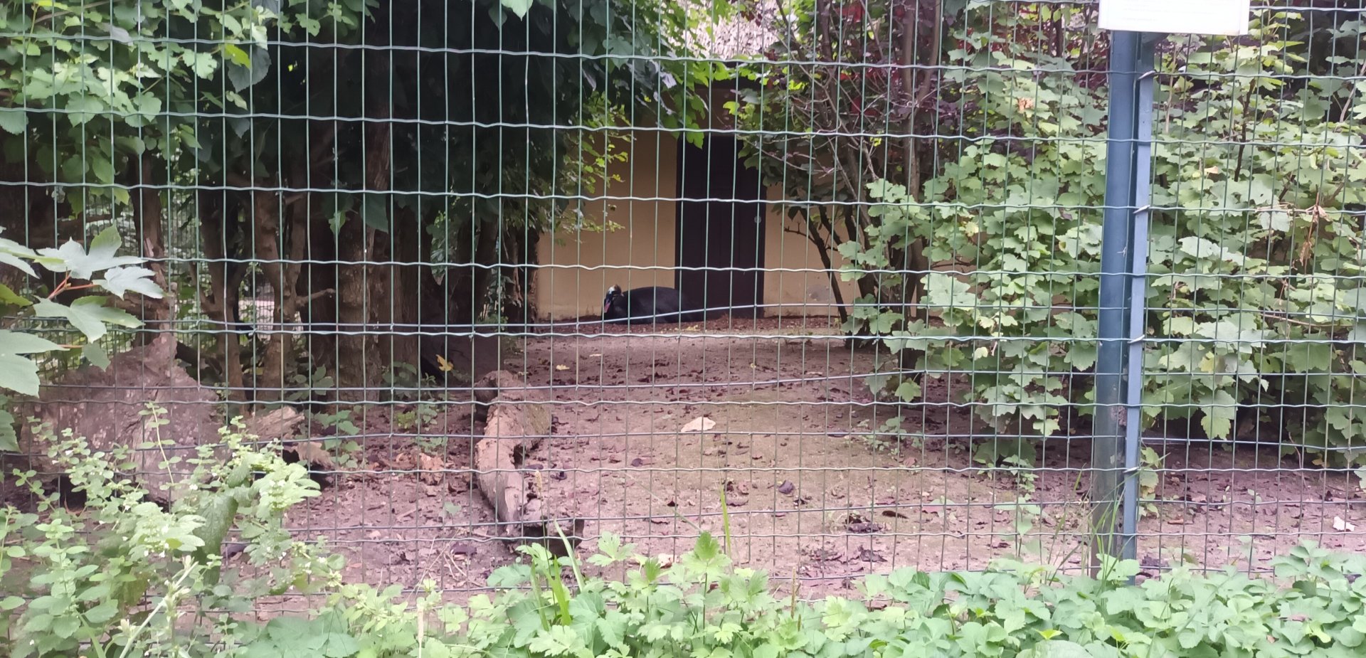 Southern Cassowary Enclosure