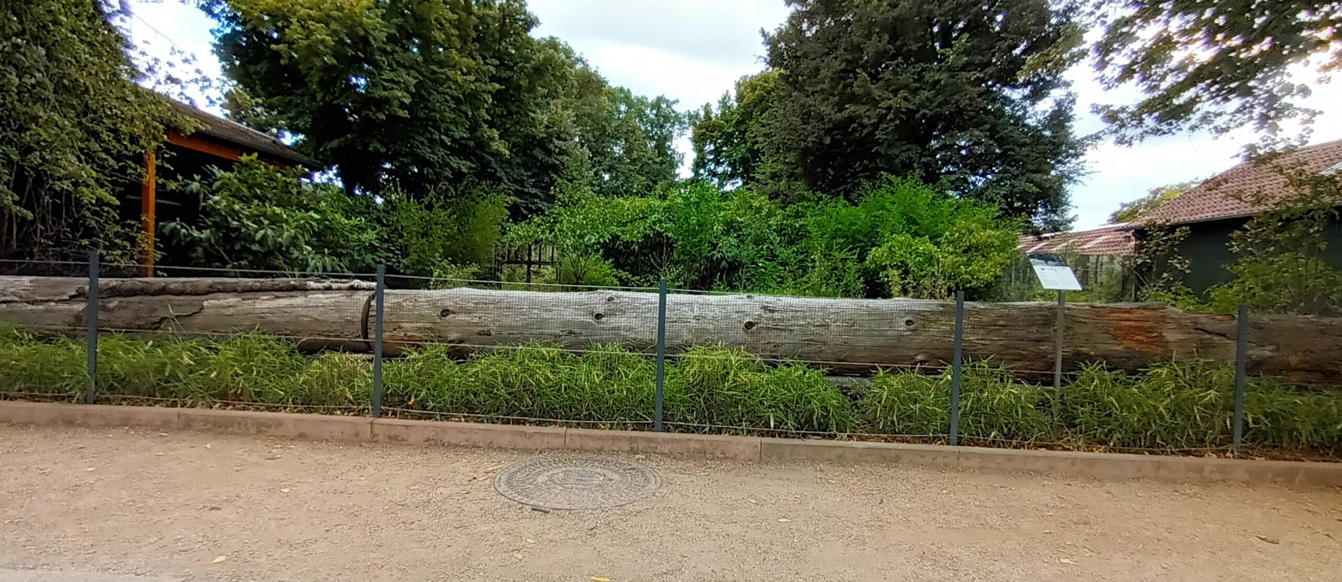 Southern Cassowary Enclosure