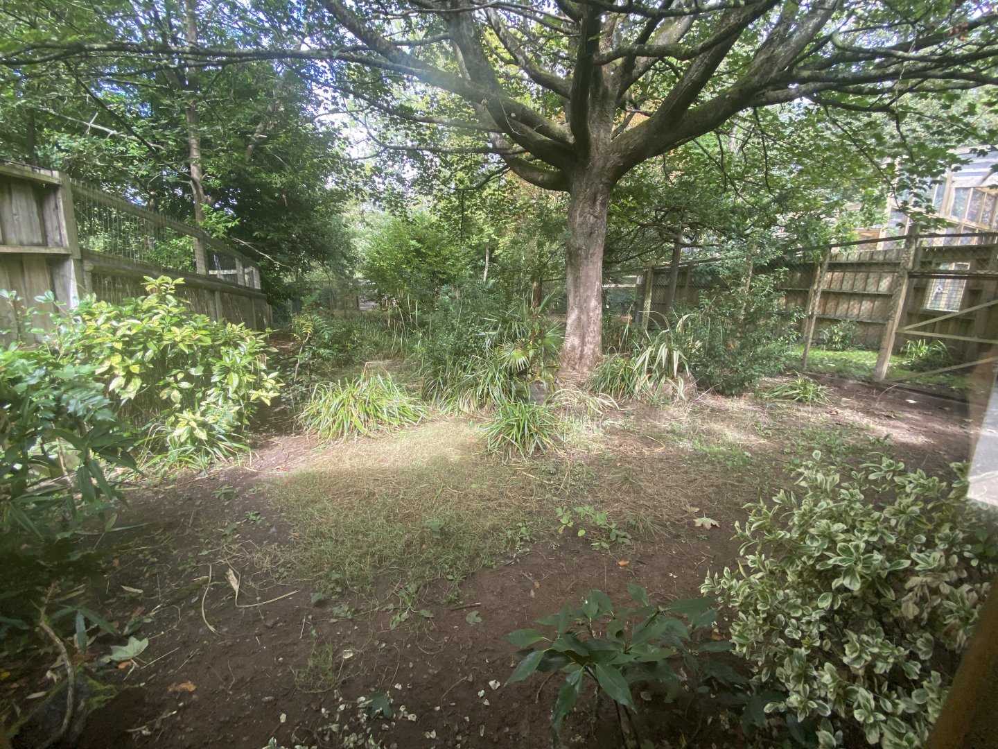 Southern cassowary enclosure