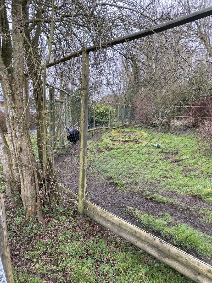 Southern cassowary exhibit 010323