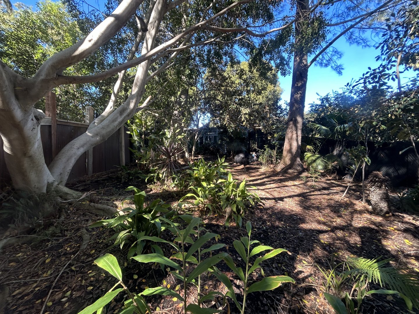 Southern Cassowary Exhibit #1 - Walkabout Australia