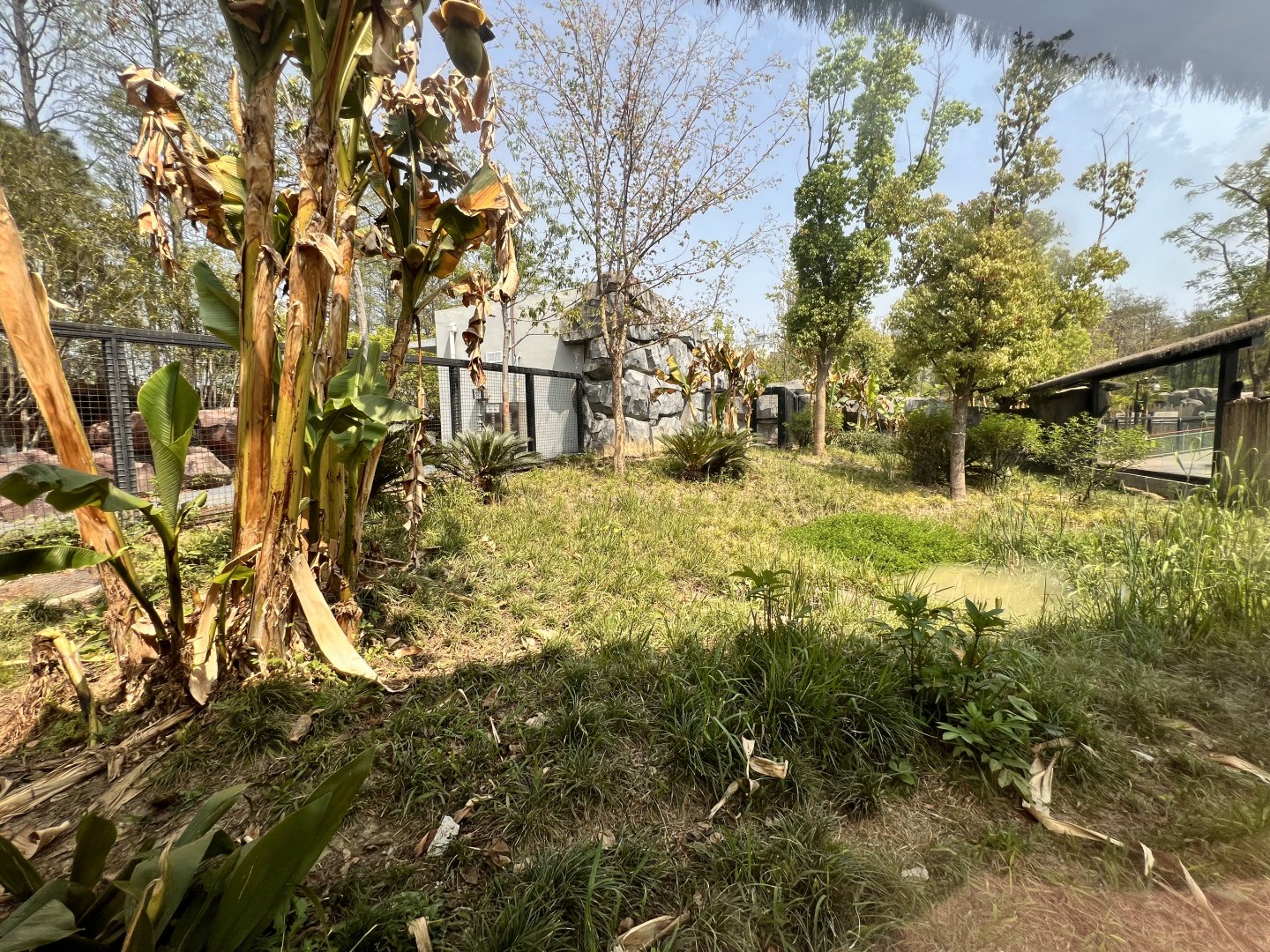 Southern Cassowary Exhibit #1