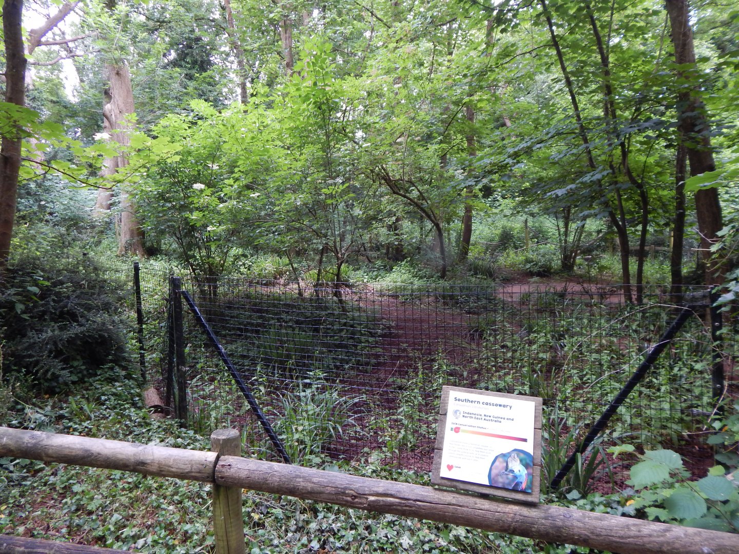 Southern cassowary exhibit 130624