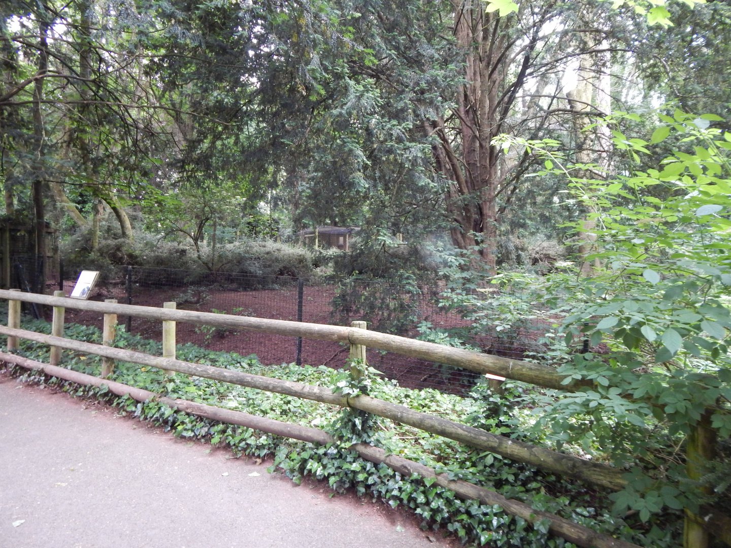 Southern cassowary exhibit 130624