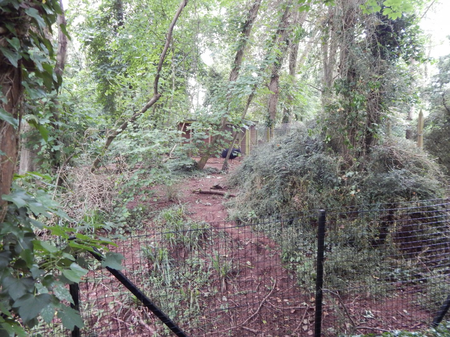 Southern cassowary exhibit 130624