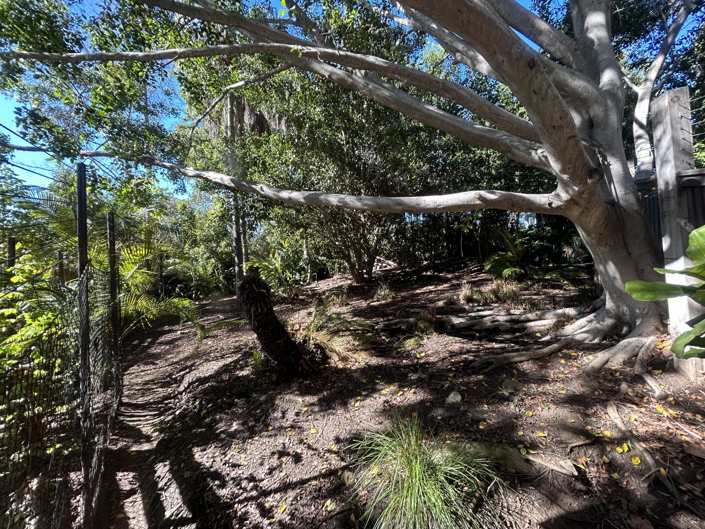 Southern Cassowary Exhibit #2 - Walkabout Australia