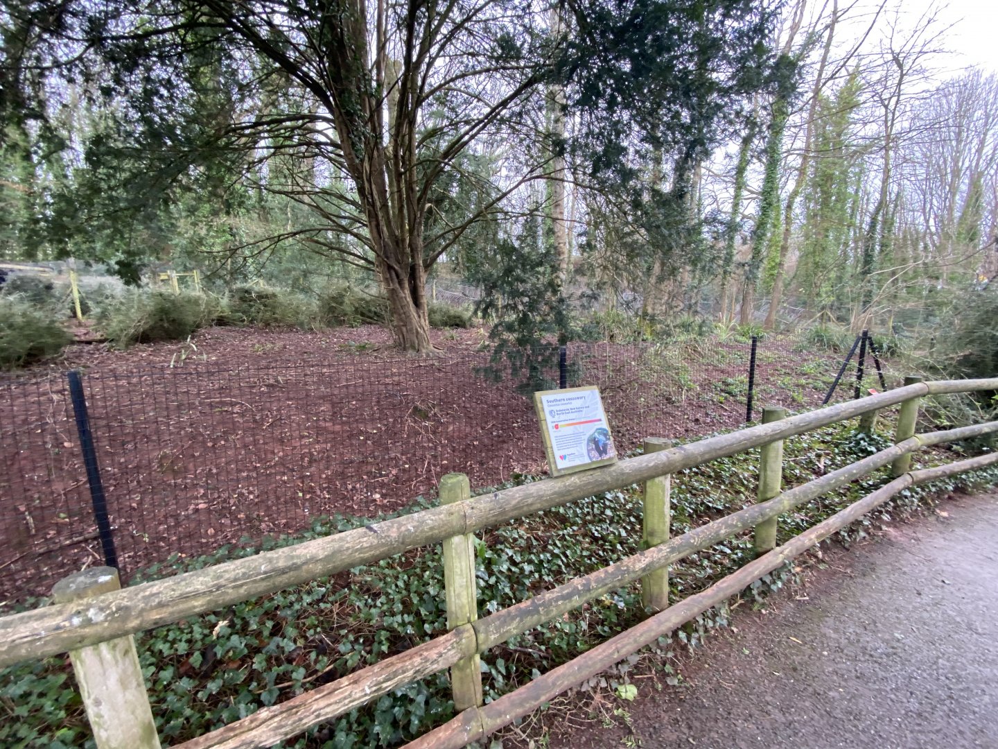 Southern cassowary exhibit 240222