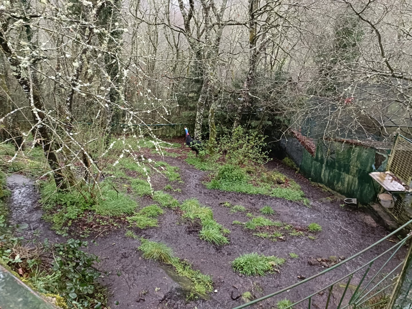 Southern cassowary exhibit - Avifauna Lugo