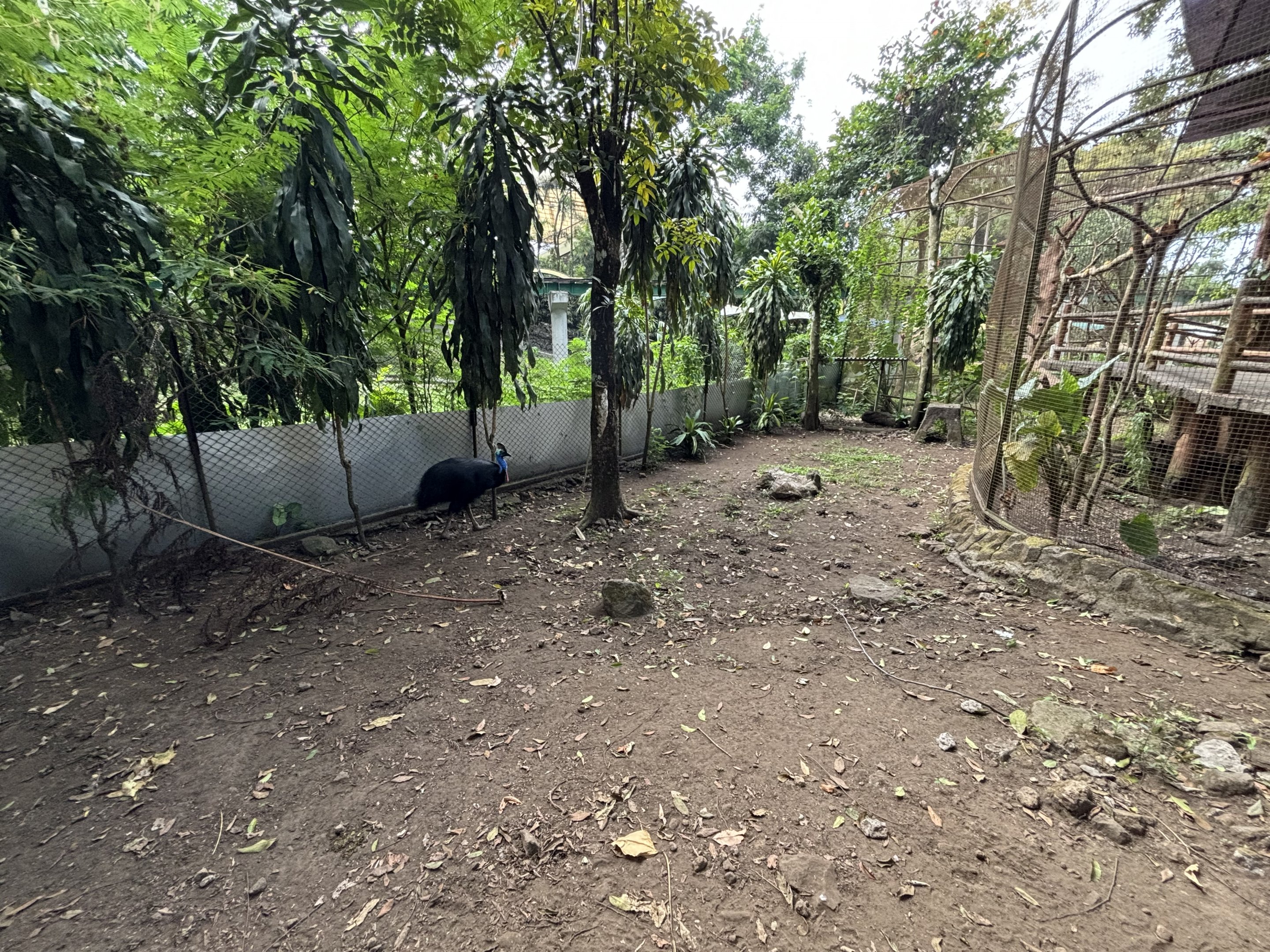 Southern Cassowary Exhibit - Bird Forest