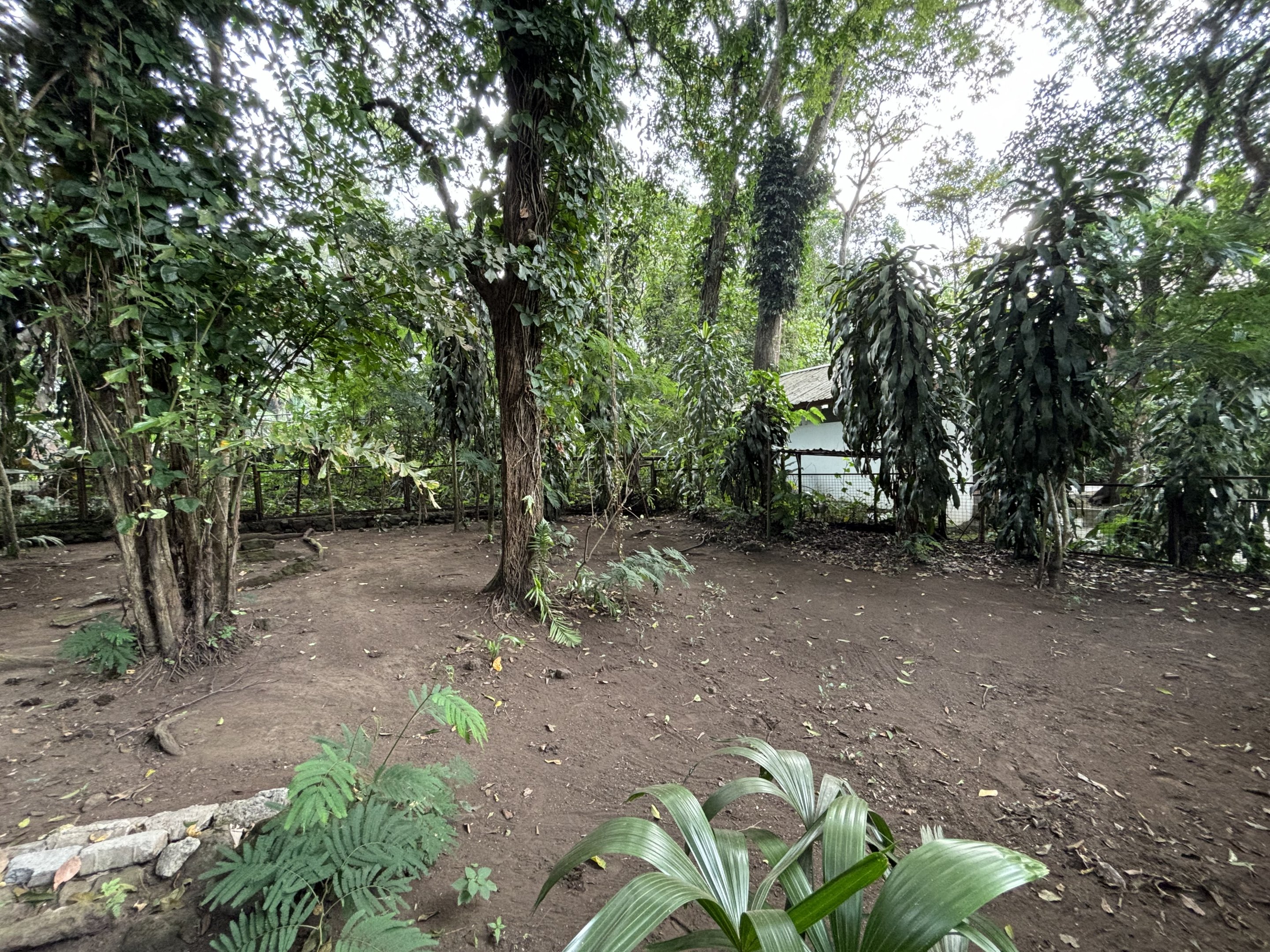 Southern Cassowary Exhibit - Bird Forest