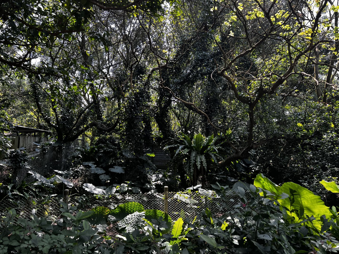 Southern Cassowary Exhibit- Left Side