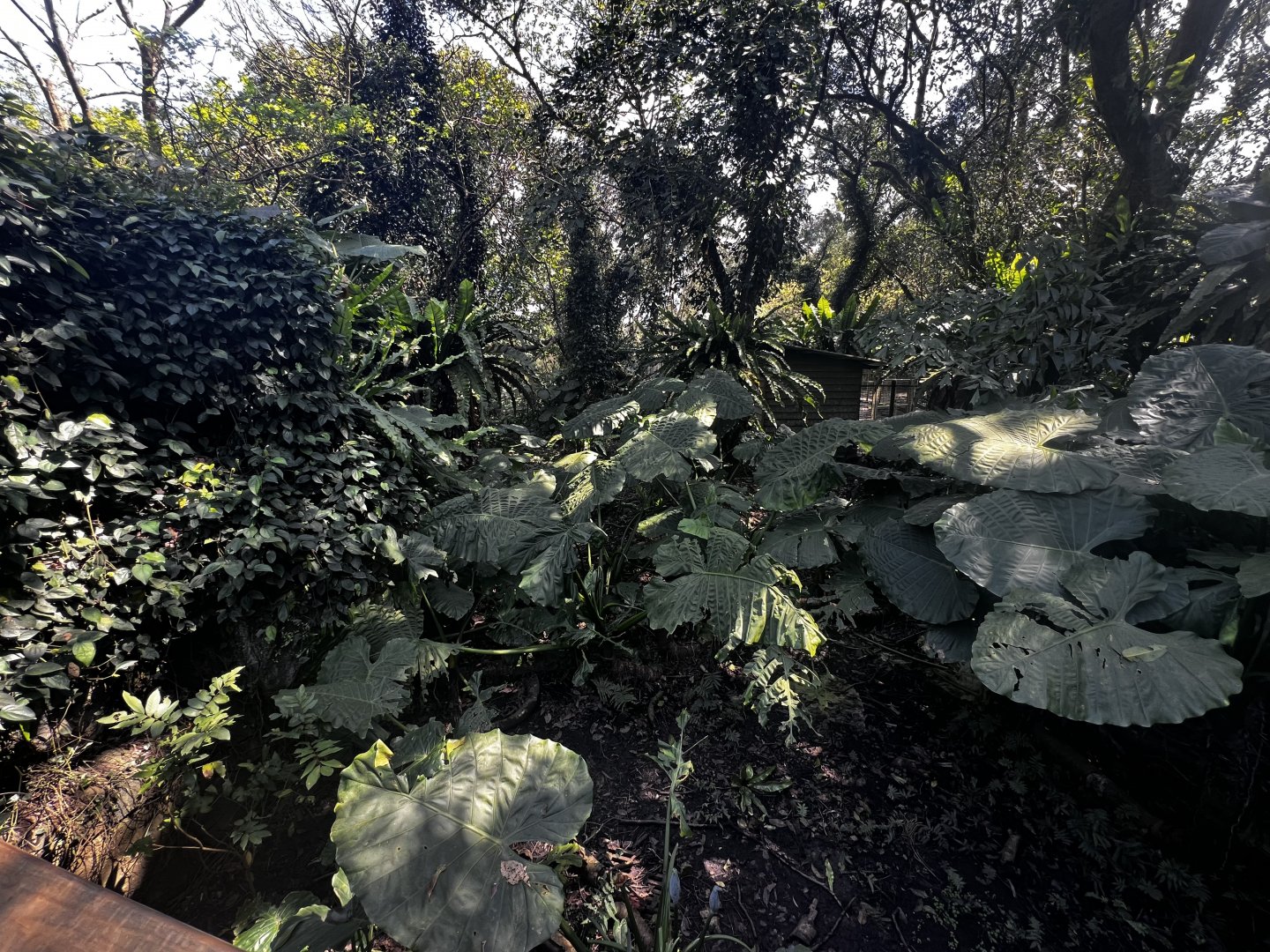 Southern Cassowary Exhibit- Right Side