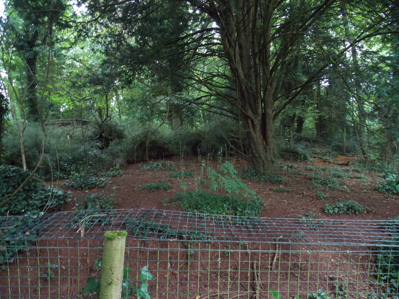 Southern Cassowary Exhibit