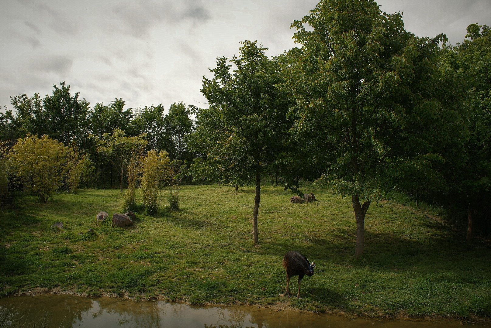Southern cassowary exhibit