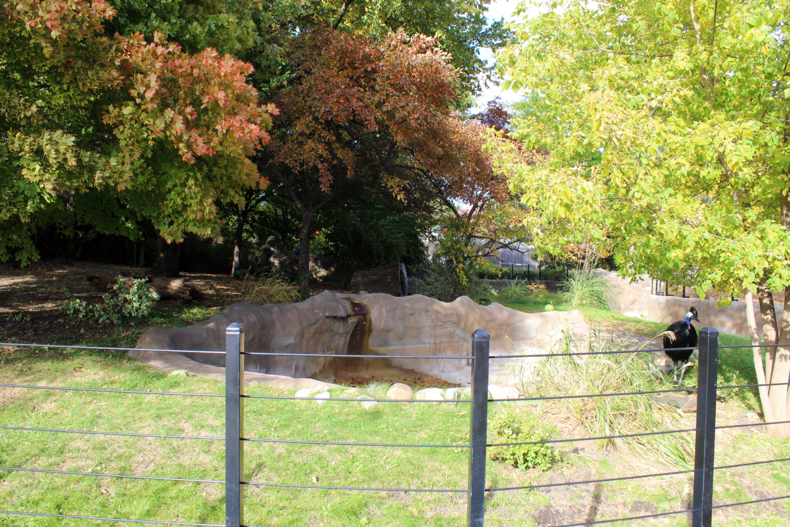 Southern Cassowary Exhibit