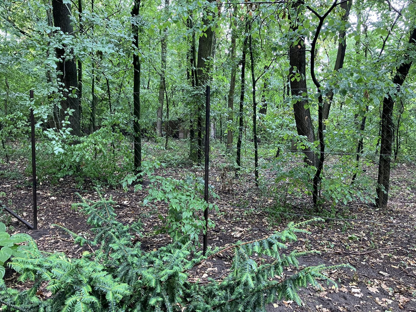 Southern cassowary exhibit