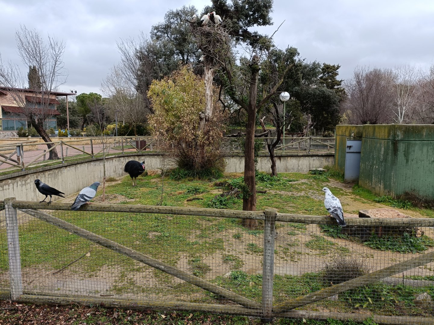 Southern cassowary exhibit