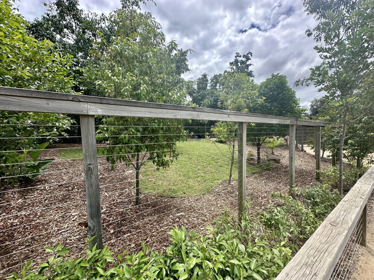 Southern Cassowary Exhibit