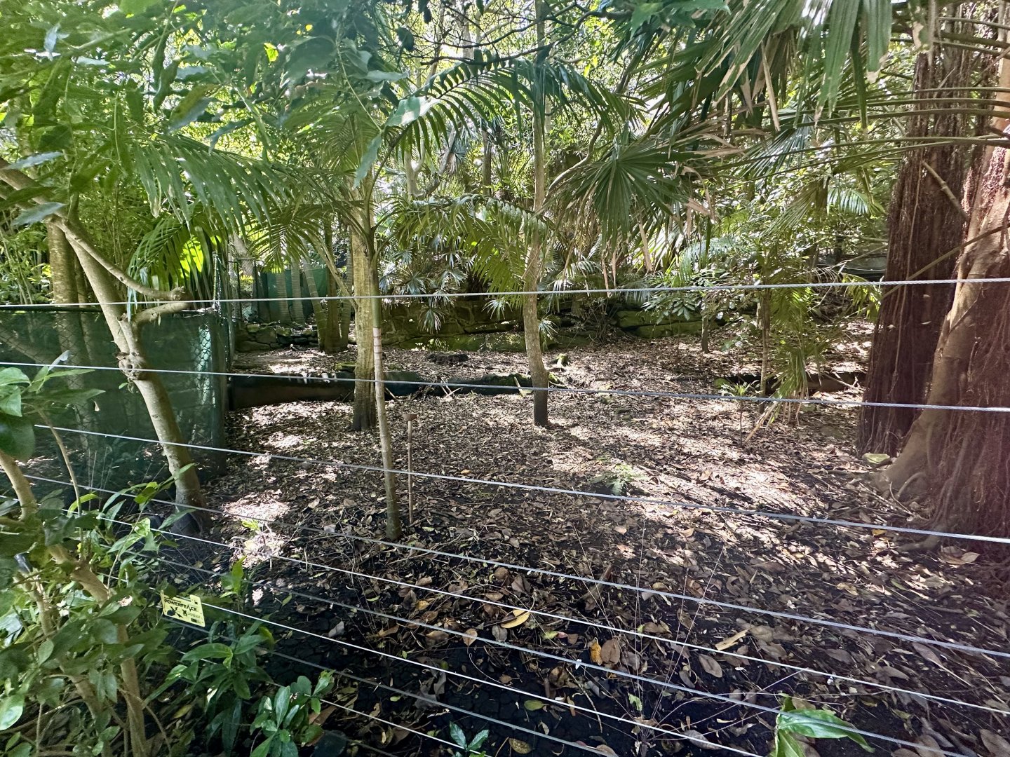 Southern Cassowary Exhibit
