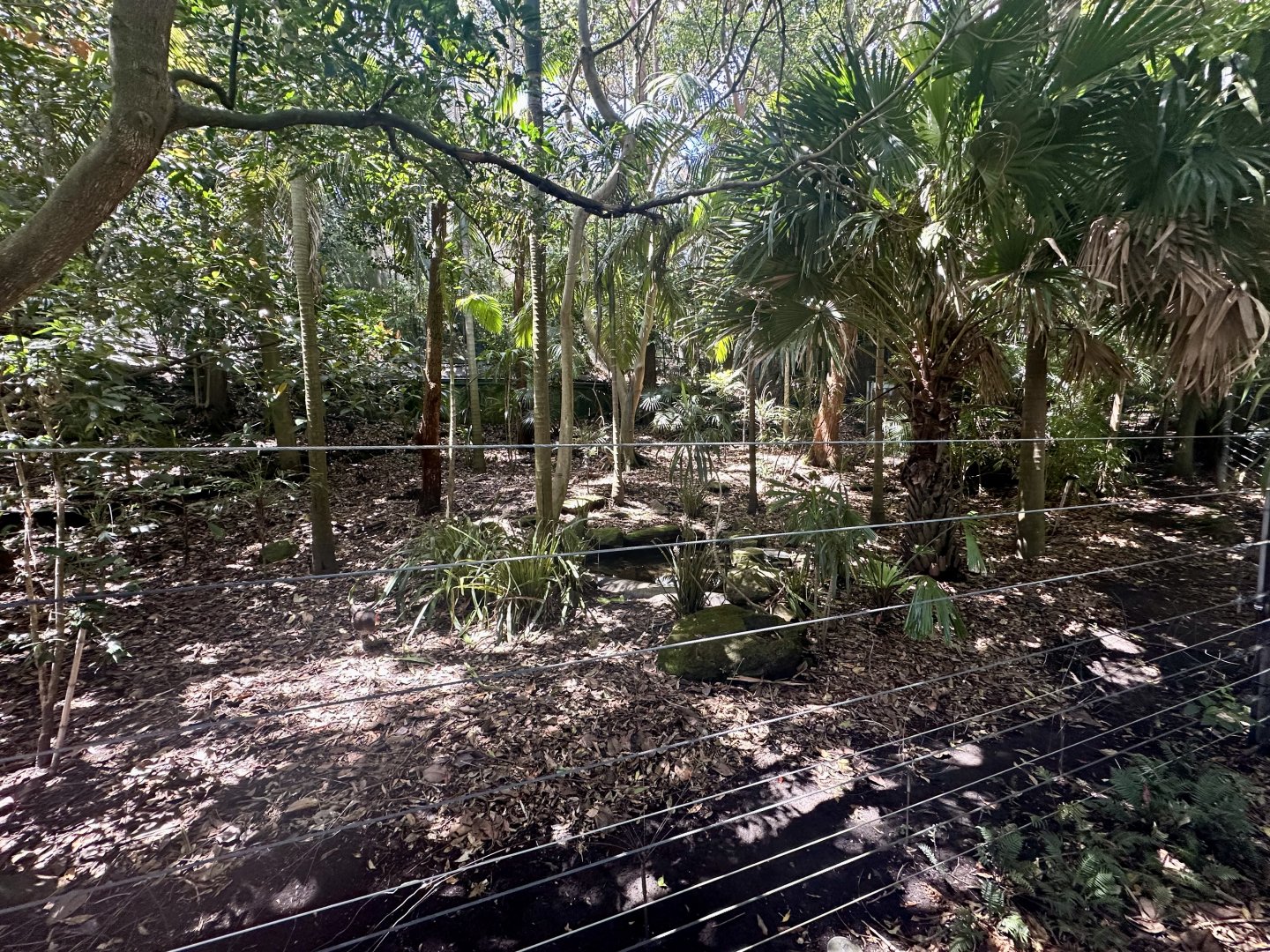 Southern Cassowary Exhibit