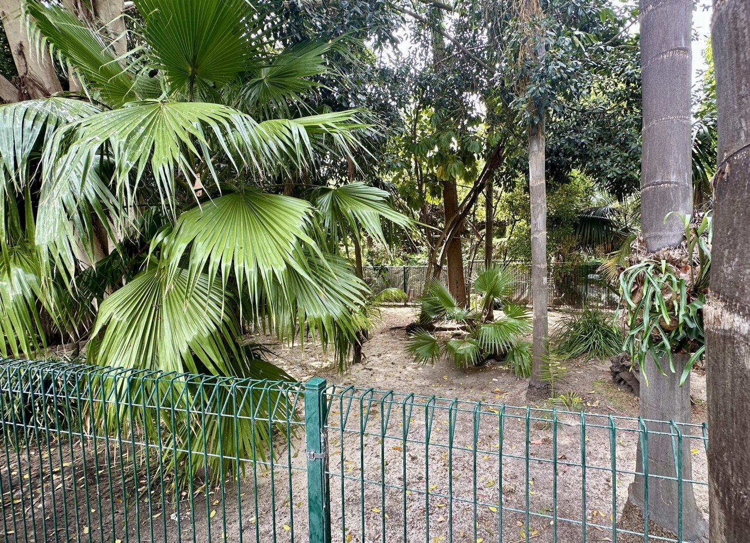 Southern Cassowary Exhibit