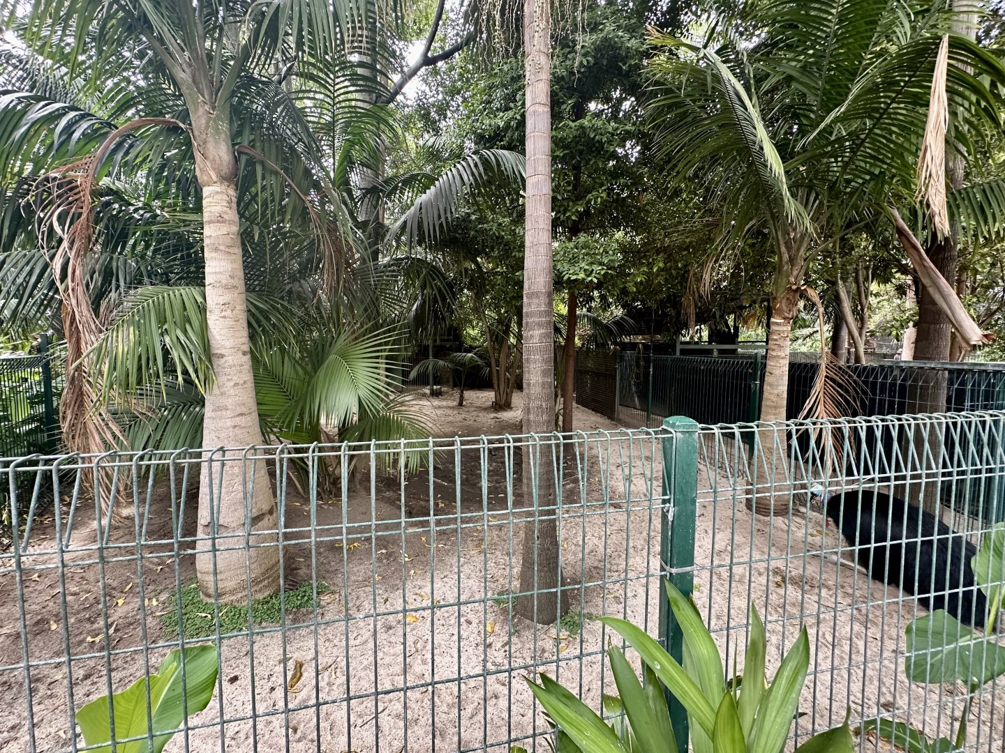 Southern Cassowary Exhibit