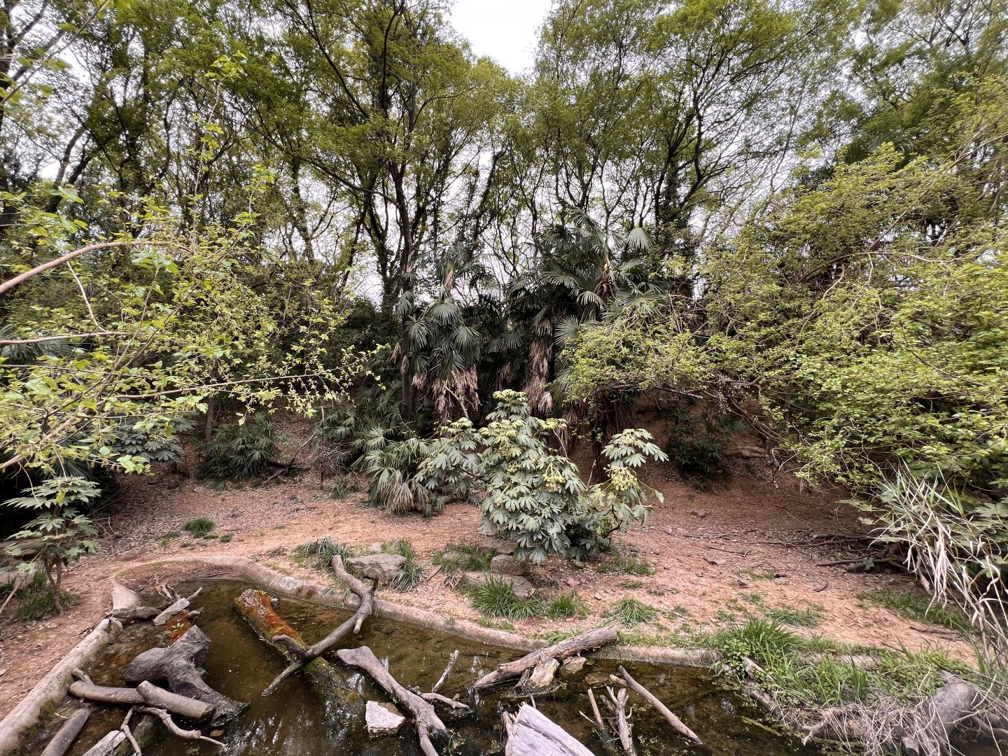 Southern Cassowary Exhibit