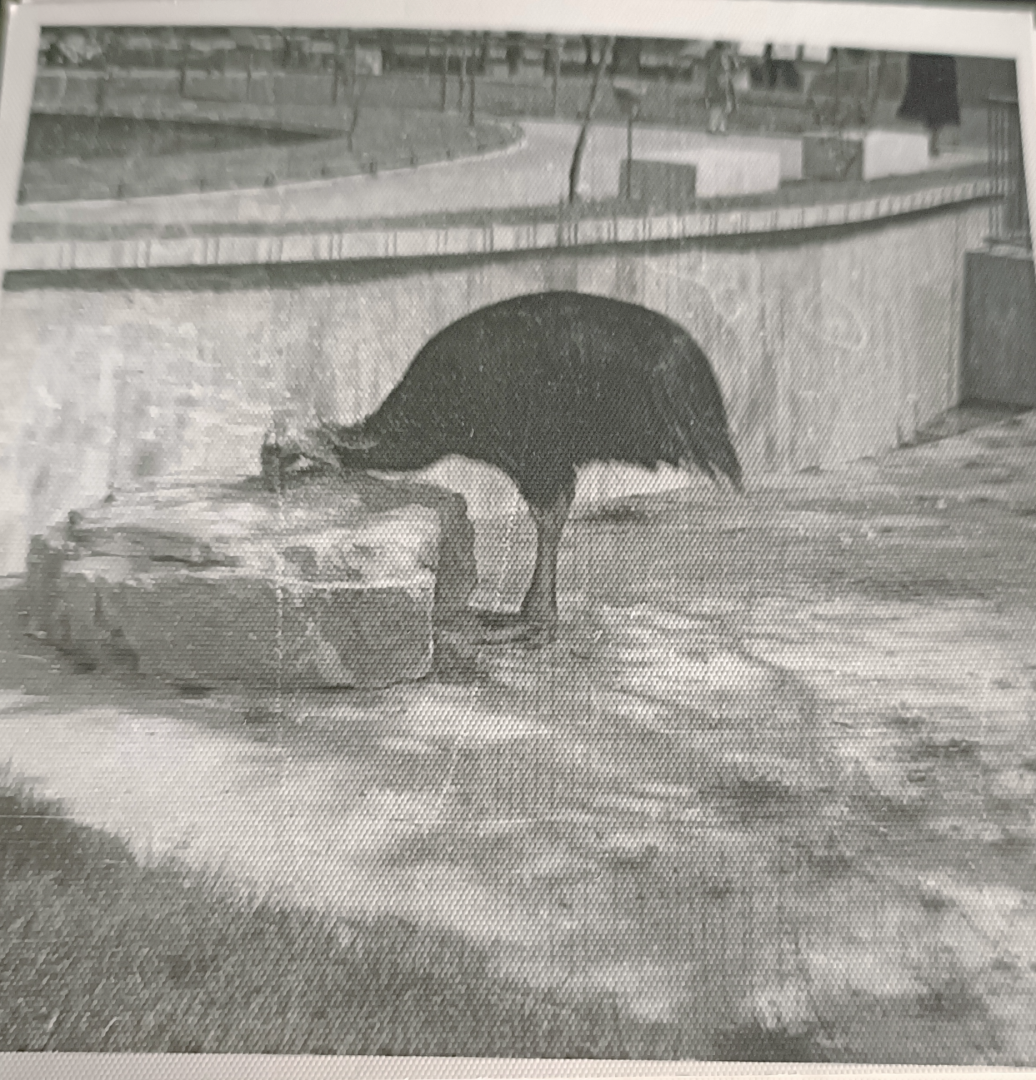 Southern cassowary exhibit