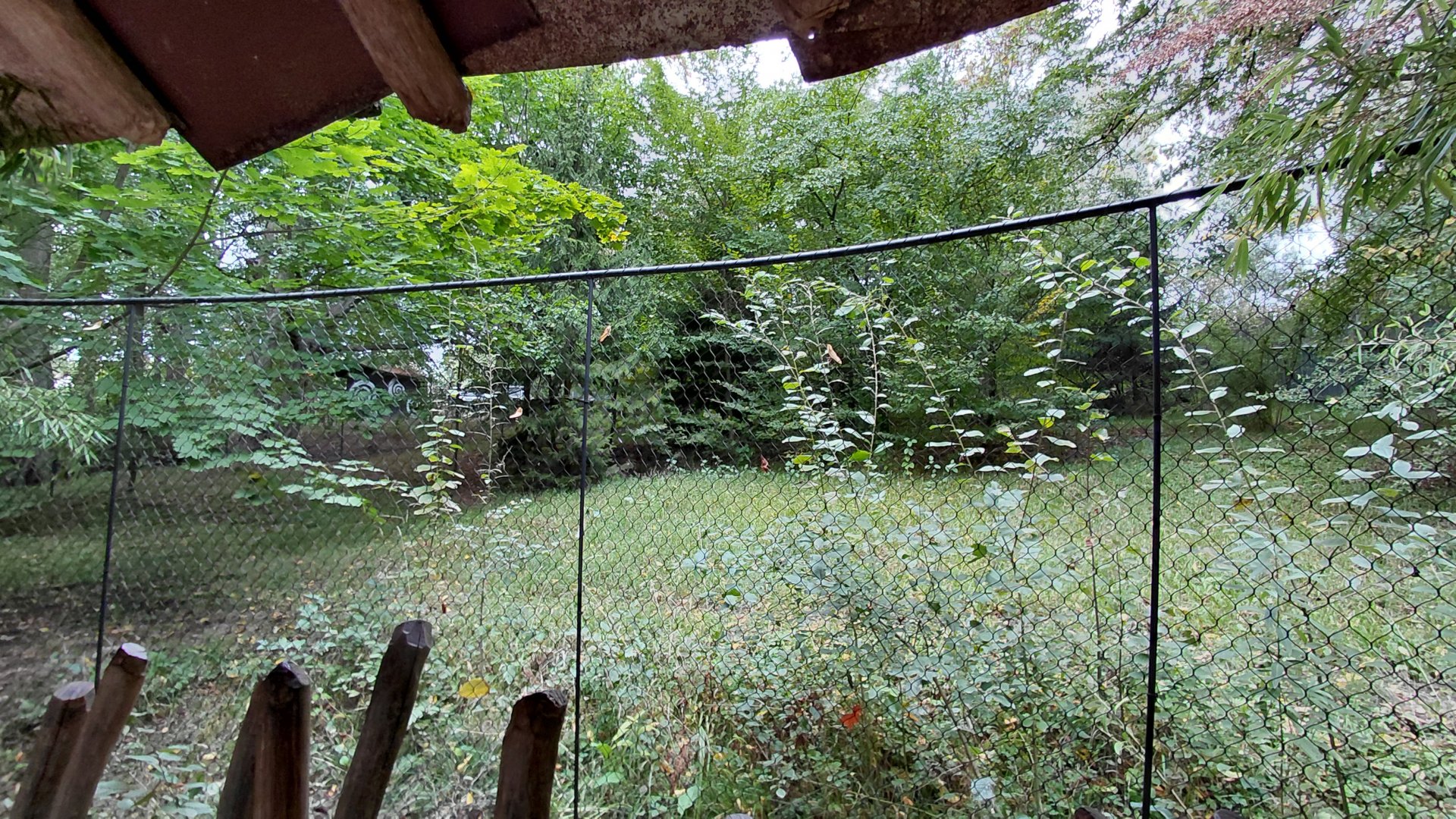 Southern cassowary exhibit