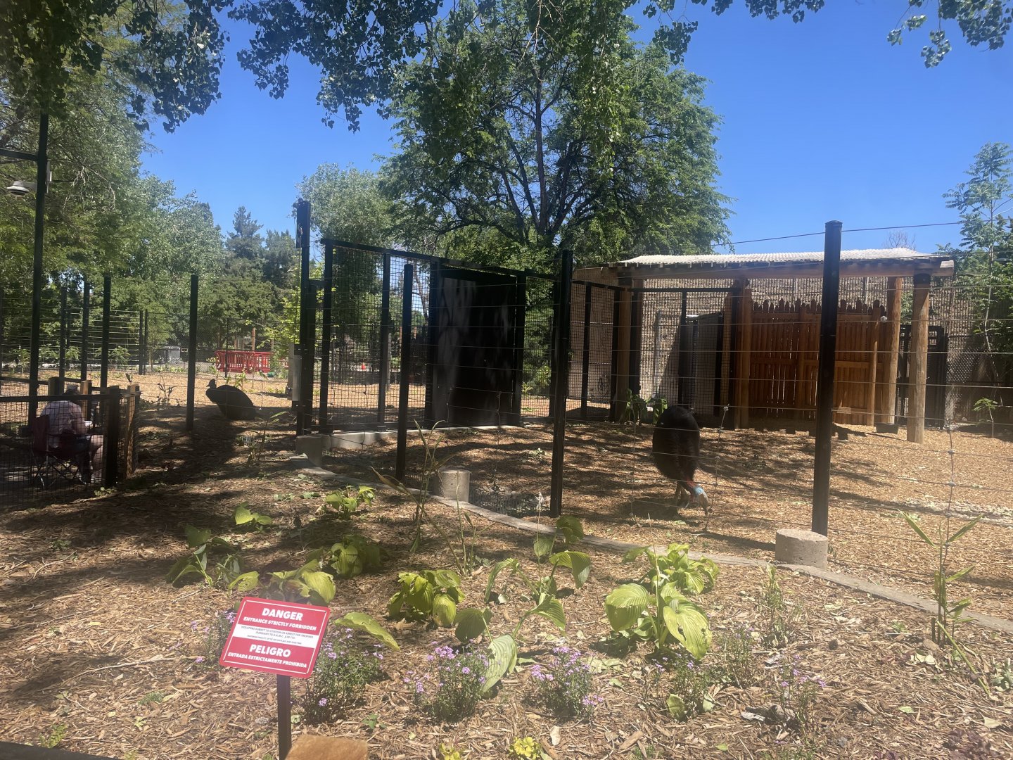 Southern Cassowary Exhibits
