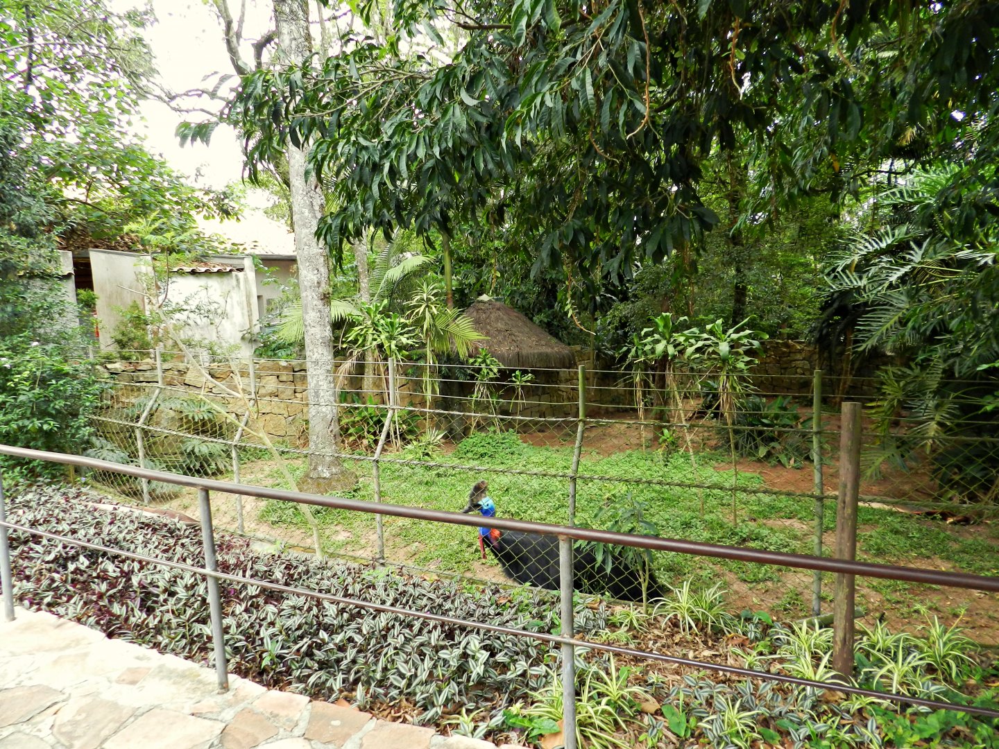 Southern cassowary exhibt - Zoo São Paulo