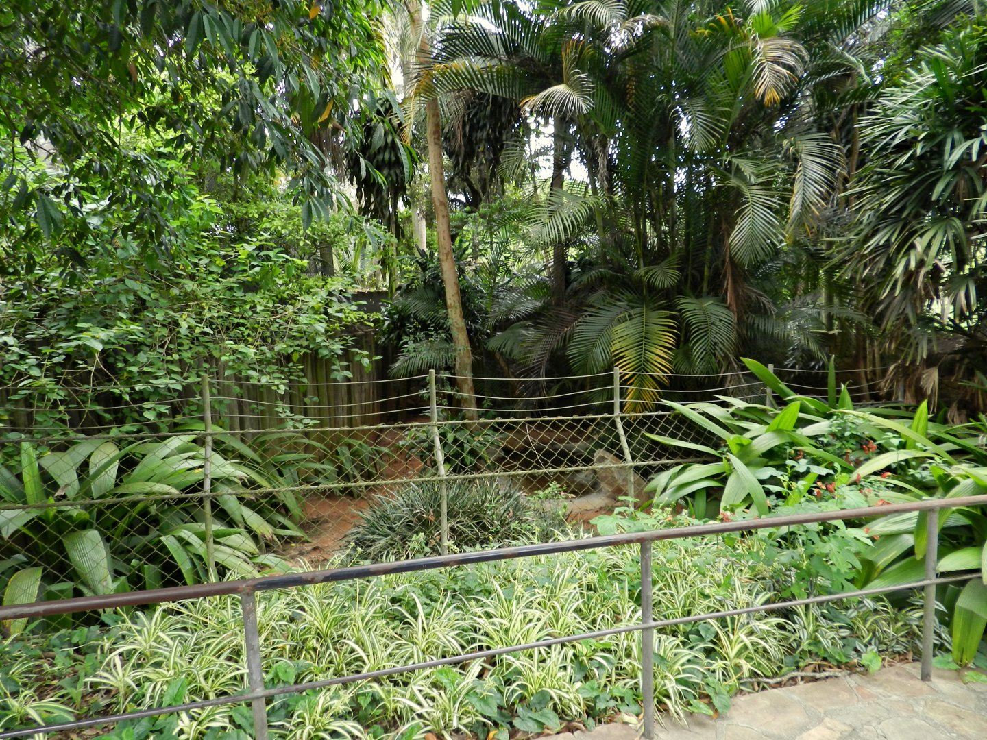 Southern cassowary exhibt - Zoo São Paulo