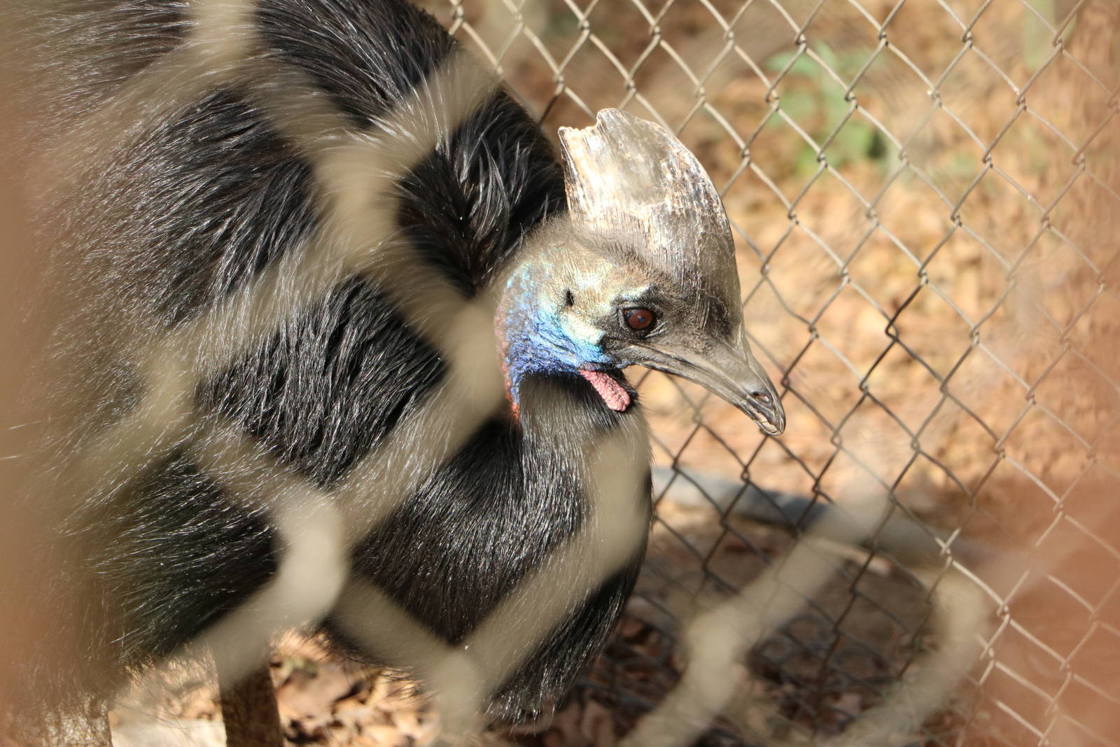 Southern cassowary, February 2016