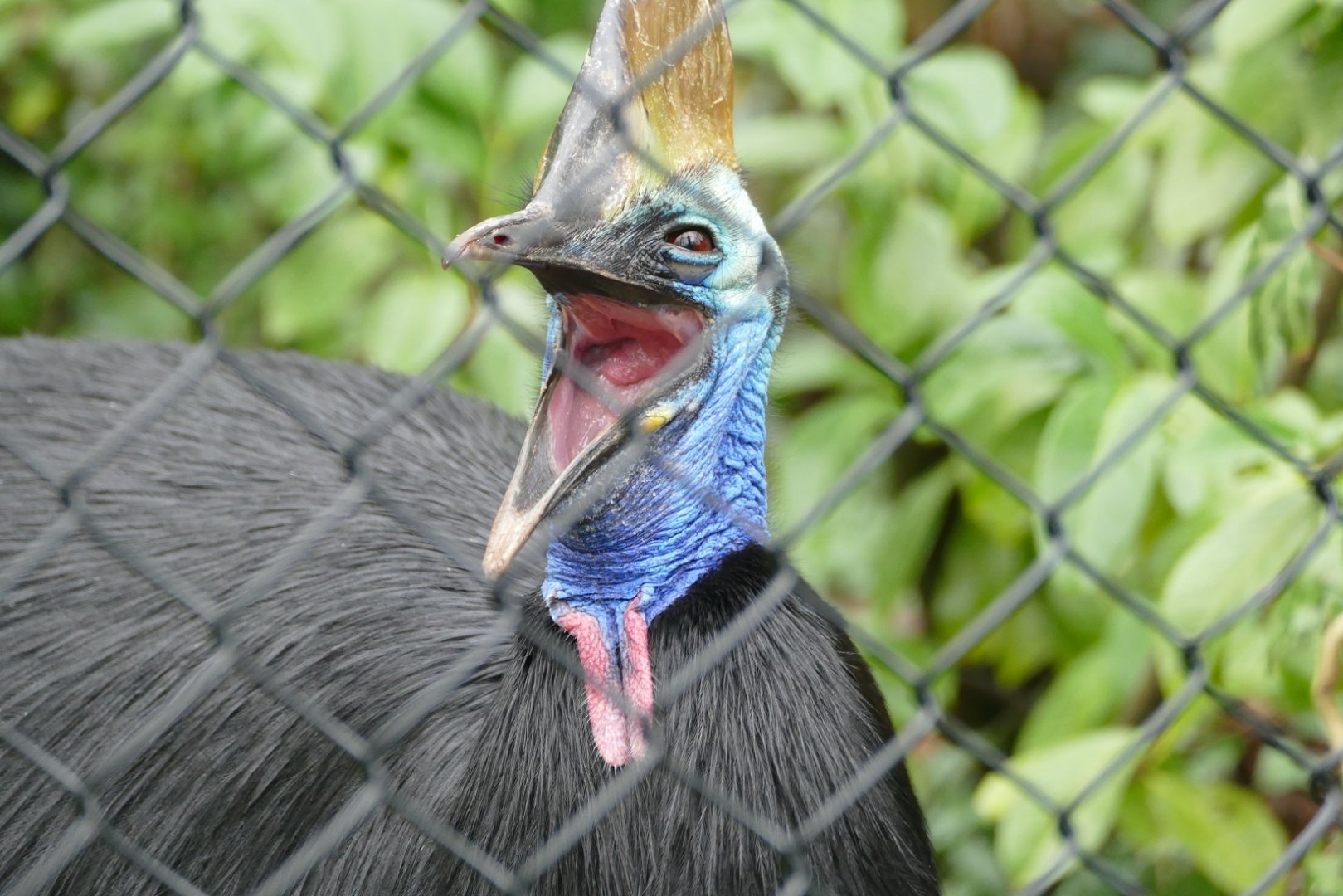 Southern Cassowary, February 2019