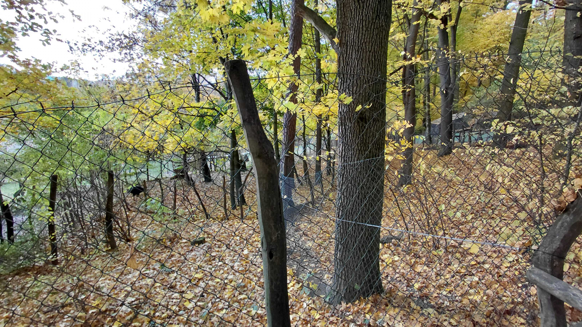 Southern cassowary + goose exhibit