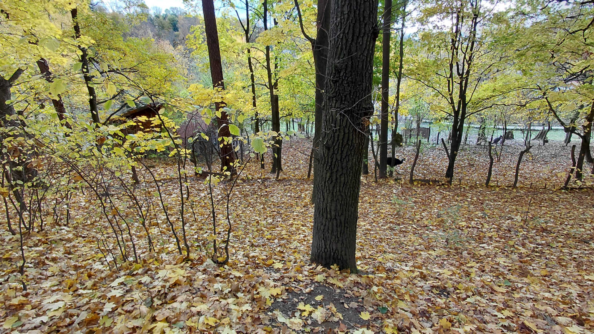 Southern cassowary + goose exhibit